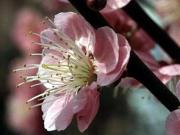 Prunus mume